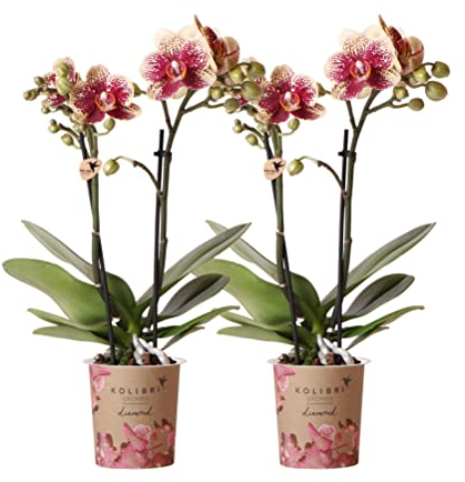 Kolibri Orchids | COMBI DEAL di 2 orchidee rosse gialle Phalaenopsis - Spagna - dimensioni vaso Ø 9 cm | pianta da interno fiorita - fresca dall'allevatore