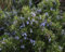 12 Rosmarin (Salvia rosmarinus) winterhart, Aroma-Staude, Heckenpflanze Bodendecker T9x9 x