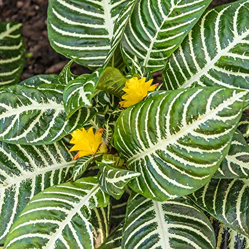 Aphelandra Verde Pianta Zebra| Migliori Piante da Interno | 25-35 cm Pianta