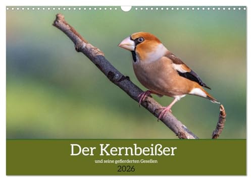 Der Kernbeißer und seine gefiederten Gesellen (Wandkalender 2026 DIN A3 quer), CALVENDO Monatskalender: Der Finkenkönig und andere heimische Singvögel (CALVENDO Tiere)