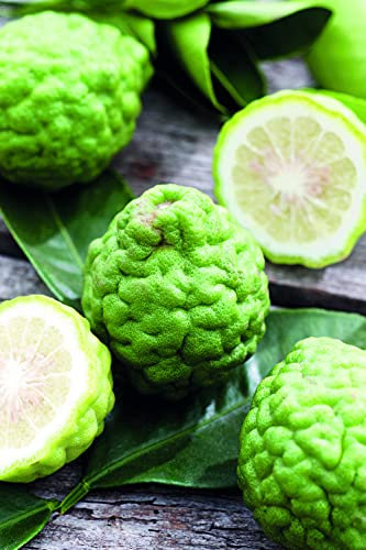 Citrus Plant Tree, Kaffir Lime Leaves, Ideal for Asian and Oriental Cooking, Supplied as 1 x 3-Litre Potted Plant by Suttons