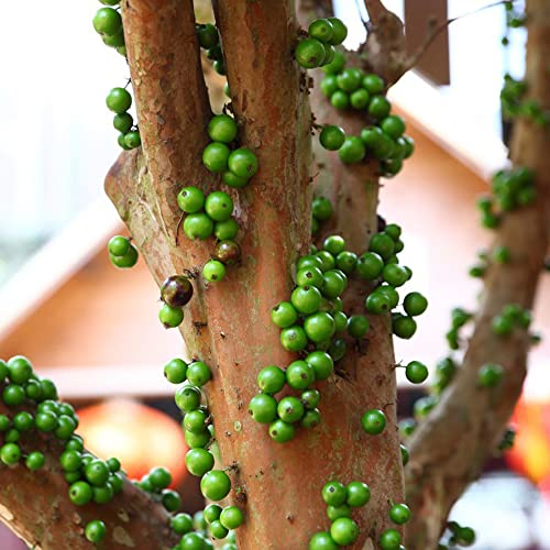 samen jabuticaba baum pflanze - brasilianischen Fruchtsamen - pflanzen für draußen winterhart winterharte stauden seed topf pflanze säulenobst saatgut alte sorten 50 Stück