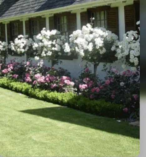 Iceberg Standard Rose Plant in A 5 Litre Pot - Half Standard Rose Plant- Gorgeous White Rose