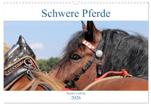 Schwere Pferde 2026 (Wandkalender 2026 DIN A3 quer), CALVENDO Monatskalender: Schwere Pferde, mächtige, faszinierende Rösser, porträtiert in zwölf meisterhaften Fotos. (CALVENDO Tiere)