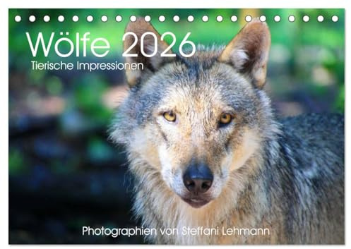 Wölfe 2026. Tierische Impressionen (Tischkalender 2026 DIN A5 quer), CALVENDO Monatskalender: 12 bezaubernde Bilder von wilden Wölfen (CALVENDO Tiere)