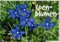 Alpenblumen, Postkartenbuch: Einf. dtsch.-engl.-französ.