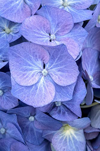 Hydrangea macrophylla 'Bela' 40-60 cm - Bauernhortensie, rosa Blüten, Blütezeit Juni-September, ideal für Kübel und Beete, pflegeleicht und winterhart