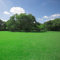 Gräser - Schnellkeimende Rasensaat für den Frühling, dürreresistentes Grassamen Saatgut für den perfekten Rasen im Sommer, Rasensamen für Reparatur im Frühjahr und Nachsaat 100 Stück