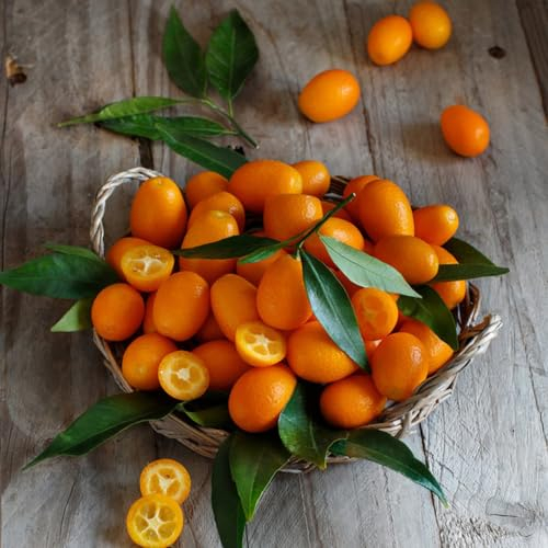 150 Pcs Kumquat Baum Samen, Winterfeste Pflanzen Für Balkon, Deko Obst Kumquats Samen Kaufen - Citrus Japonica - Frisches Obst Hochbeet Samen, Bonsai Baum Steingartenpflanzen Winterhart,