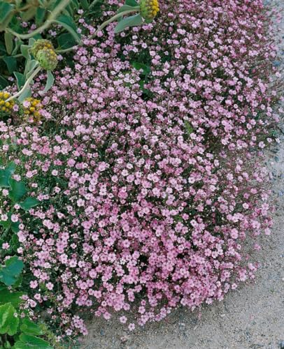 Gypsophila repens 'Rosa Schönheit' 9 cm Topf – Winterhart, Mehrjährig, Pflegeleicht – Teppich-Gipskraut – Bodendecker für Steingarten & Beet