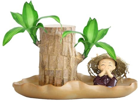 Brazilian Wood - Hydroponic Lucky Wood, Brazilian Wood Plant with A Monk Figurine, Potted Brazilian Wood Decor, Indoor Desktop Plant