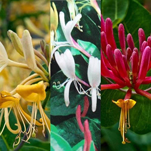 3 x Lonicera Honeysuckle Mix Varieties Like - Gold Flame - Graham Thomas - Repens - Mint Crisp - Serotina in 9cm Pots