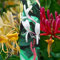 3 x Lonicera Honeysuckle Mix Varieties Like - Gold Flame - Graham Thomas - Repens - Mint Crisp - Serotina in 9cm Pots