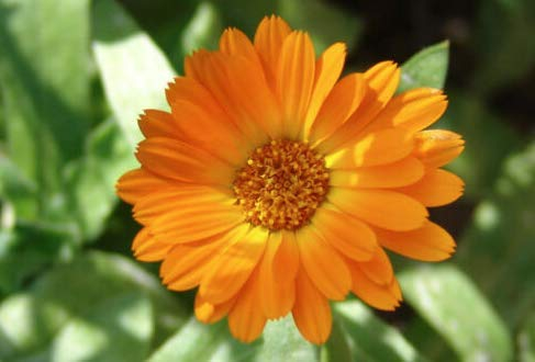 Marigold Seeds - Calendula officinalis - Pot English Marigold