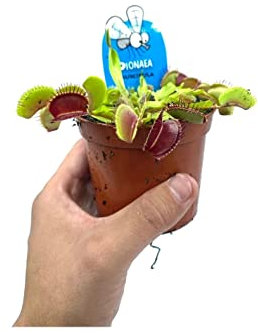 Dionaea Muscipula - Plantas Viva - Planta Carnívora - Venus Atrapamoscas