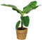 Bloomique - Musa Dwarf Cavendish - Bananenpflanze - Zimmerpflanzen - Luftreinigend - Tierfreundlich - 80-100 cm Hoch - In Seegraskorb 21 cm