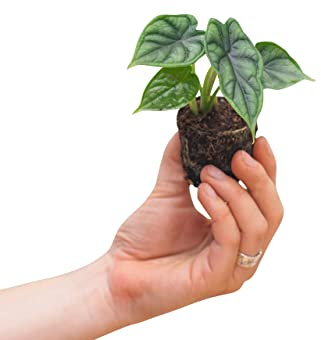 PLNTS - Baby Alocasia Dragon Scale - Zimmerpflanze - Pfeilblätter - Echte Pflanzen für Drinnen - 2cm Stecklinge - Höhe 20cm
