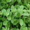 100 semillas de plantas de mejorana.