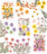 62 Stück Gepresste Blumen,Getrocknete Blumen,Gepresste Blüten,DIY Getrocknete Blumen Design