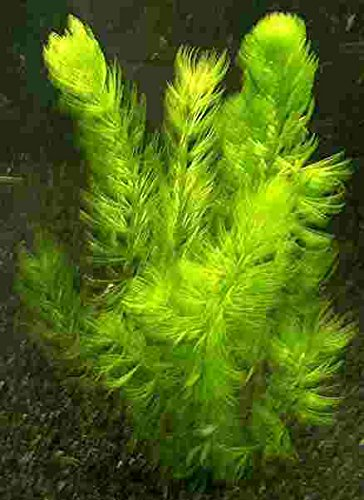 1 Bund Hornkraut, Ceratophyllum demersum, für Teich und Aquarium