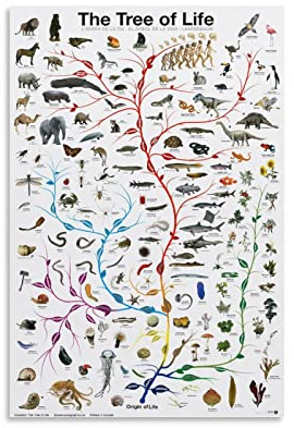 Poster & Drucke Evolution Der Baum des Lebens Eurographics Klassenzimmer-Poster, Leinwand-Kunstdrucke für Wanddekoration, Raumdekoration, Schlafzimmer-Dekor, Geschenke, Poster, 40 x 60 cm, ungerahmt