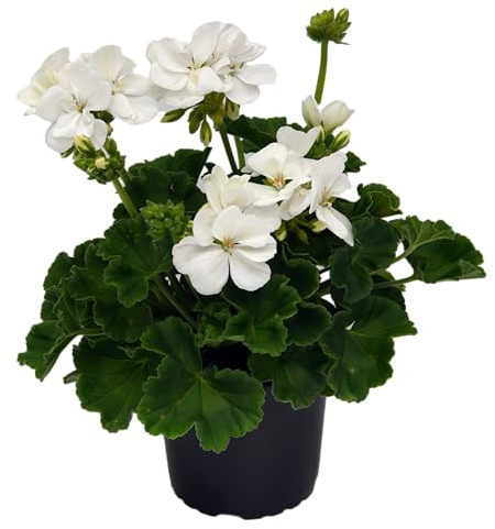 stehende Geranie, (Pelargonium zonale), Sorte: Lasse, weiss, kräftige Pflanze je im 12cm Topf, (6 Pflanzen im Set)