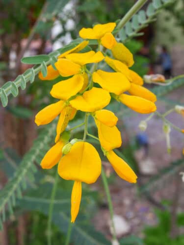 SEMI Bellissimi fiori gialli, grande cespuglio di farfalle ornamentale