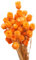 Hbbgdiy Bouquet margherita secchi 50 steli Decorazione di fiori secchi naturali nel vaso floreale arancione fiori bouquet, di naturali, finti per decorazione in vaso