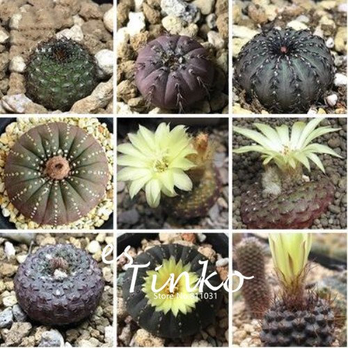20pcs echte Mixed-Kaktus-Samen Frailea Asterioides Cactus Bonsai Sukkulenten Samen Hausgarten Pflanze DIY
