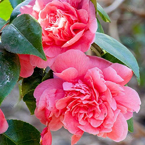 Camellia japonica 'Triumphans' Immergrüner Strauch Rosa Gartenpflanze | 9cm Topf