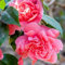 Camellia japonica 'Triumphans' Immergrüner Strauch Rosa Gartenpflanze | 9cm Topf