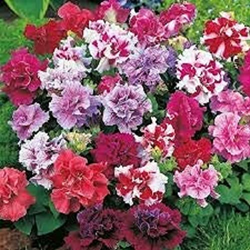 Petunia Plants, 'Mix', 20 x Full Plant Pack, Petunias, Bedding Plants, Garden Flowers, Garden Ready and Ready to Plant, Premium Quality Flowers