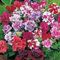 Petunia Plants, 'Mix', 20 x Full Plant Pack, Petunias, Bedding Plants, Garden Flowers, Garden Ready and Ready to Plant, Premium Quality Flowers