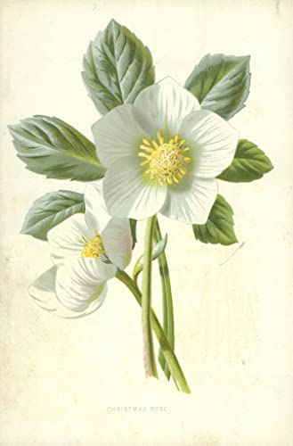 DOeraa Moderne Leinwand Bilde Leinwand Abstrakt Kunstwerk Klassische Malerei Christrose von Frederick Edward Hulme für Bürodekoration 60x90cm