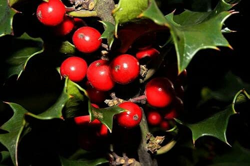 40 Samen der Englischen Stechpalme Ilex Aquifolium, auch bekannt als Europäische Stechpalme, Strauchsamen