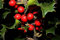 40 Samen der Englischen Stechpalme Ilex Aquifolium, auch bekannt als Europäische Stechpalme, Strauchsamen