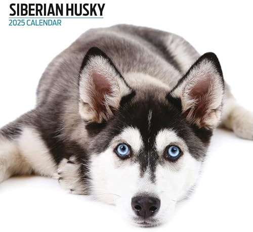 Siberian Husky 2025 Moderner Kalender