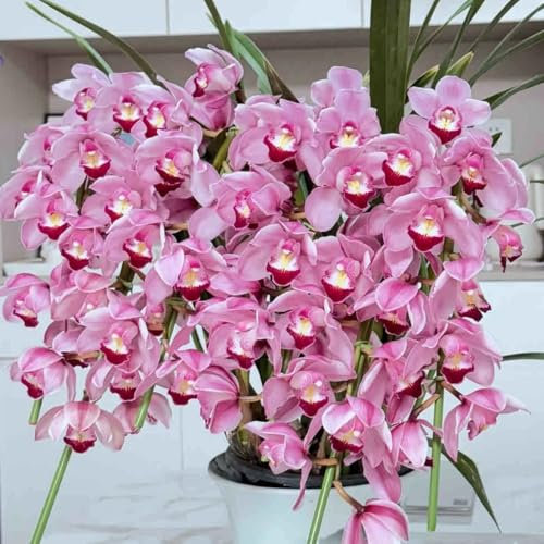 FRJNGC-Bulbi di Cymbidium- Piante di Cymbidium- Apparato radicale forte- Forma unica delle foglie e dei fiori-3 Bulbi-D