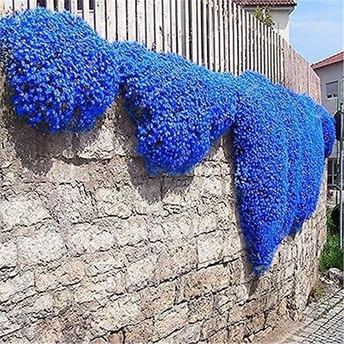10000+semi di timo strisciante copertura del terreno, semi di fiore perenne non OGM, Hardy Thymus Serpyllum, alternativa phlox per paesaggistica e giardini percorsi (viola)
