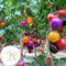 Benoon Tomatensamen, 200 Stück/Beutel Tomatensamen Süß Einfach Zu Lagerndes Gemüse Pflanzensamen Für Zu Hause Regenbogen