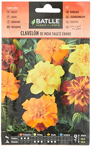 Semillas Batlle Clavelon de INDIA TAGETE enano