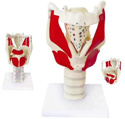 UIGJIOG Anatomischer Modell des Menschen Larynx, professioneller Vergrößerung menschlicher Kehlkopf -Simulationsmodell Medizinische Anatomie von Kehlkopf und Lunge