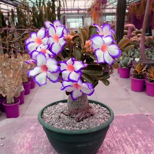 Seltene, Exotisch, Mysteriöse magische Glühbirne, Mehrjährige Blumenzwiebel ist winterhart, Winterhart pflanzen, Lebende Pflanzen, Blumenzwiebel Mix-1 Wüstenrose