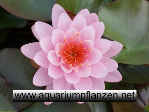 1 Seerose der Sorte Fire Crest, lachsrosa Blüte für den Teich, Teichpflanzen, Wasserpflanzen