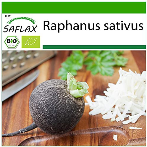 SAFLAX - Ecológico - Rábano - Español Negro - 100 semillas - Con sustrato estéril para cultivo - Raphanus sativus