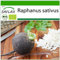 SAFLAX - BIO - Radis - Noir - 100 graines - Avec substrat de culture aseptique - Raphanus sativus