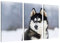 Pixxprint Husky mit unterschiedlichen Augenfarben, Leinwandbild 3 Teilig, Gesamtmaß: 120x80cm, Wandbild, Dekoration, fertig gespannt, Kein Poster