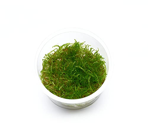 USCAPE Taxiphyllum sp. barbieri - Javamoos in vitro 5,5cm Bechergröße - in vitro Wasserpflanzen für Aquarien