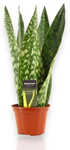 Gardenaria Sansevieria jamaiquina 'Queen' - Pianta Ornamentale da Interno, Verde, Vaso 14 cm, 1 Pianta