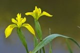 JustSeed - Wild Flower - Yellow Flag - Iris pseudodacorus - 30 Seeds